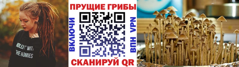 omg tor  Тейково  Псилоцибиновые грибы мицелий  цена  